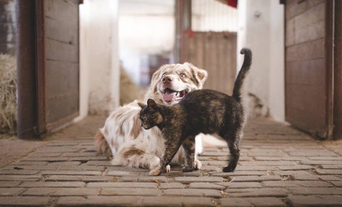 Perro y gato