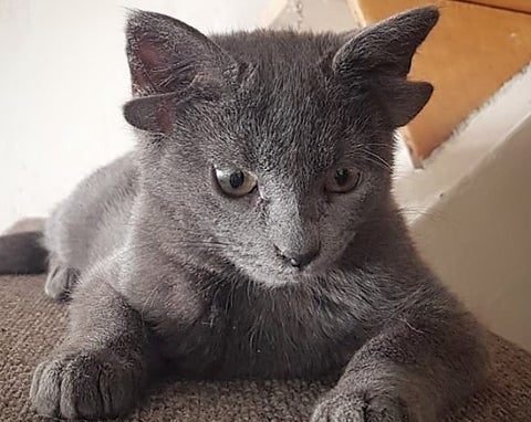 Gata con cuatro orejas