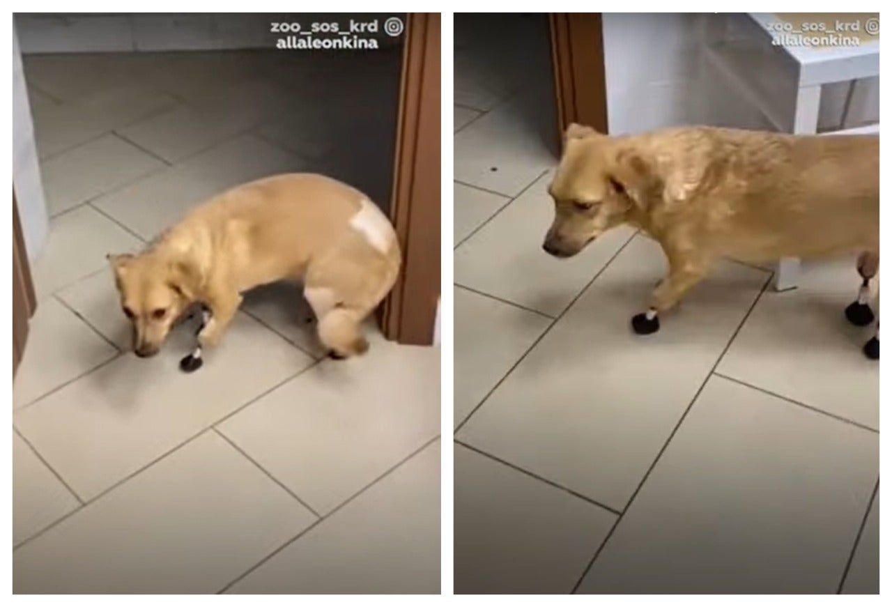 Perrita con implantes biónicos