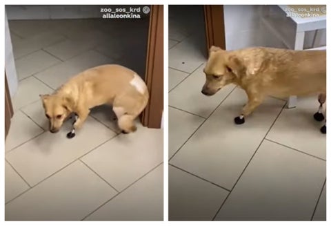 Perrita con implantes biónicos