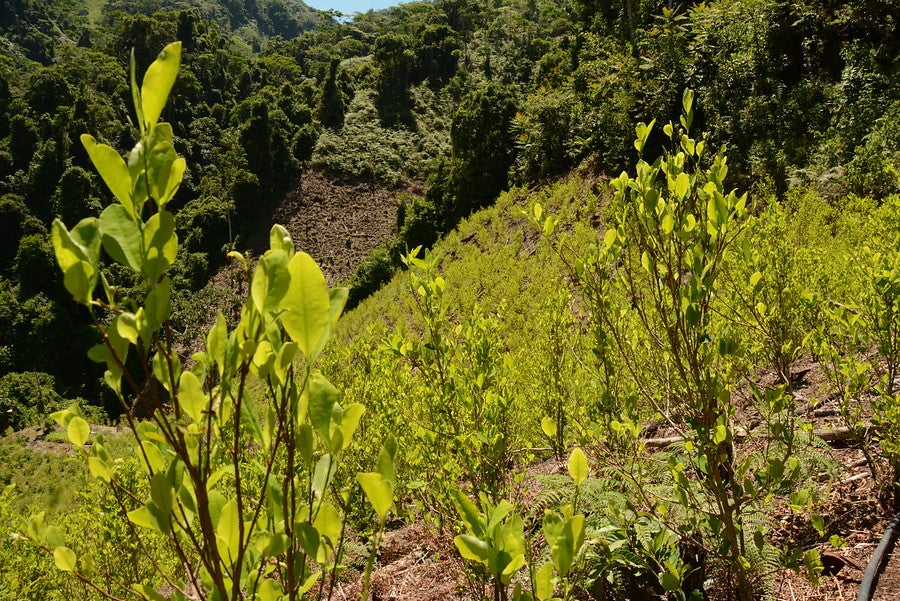 Hoja de coca