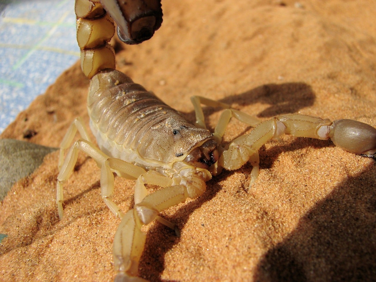 Escorpión amarillo