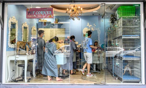 Tienda de mascotas con animales en jaulas