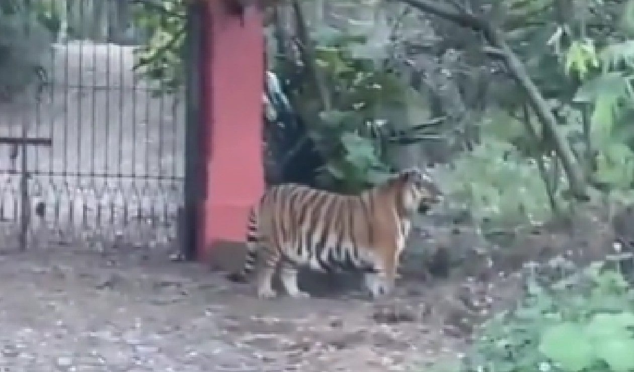 Tigre Bengala