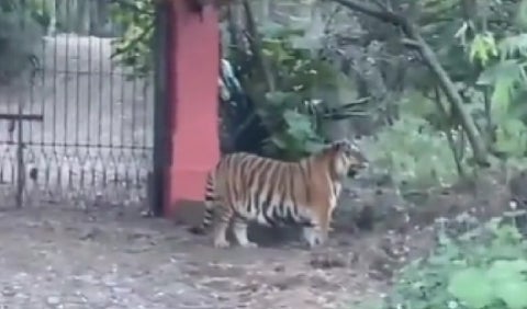 Tigre Bengala
