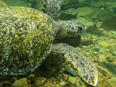Biodiversidad América Latina