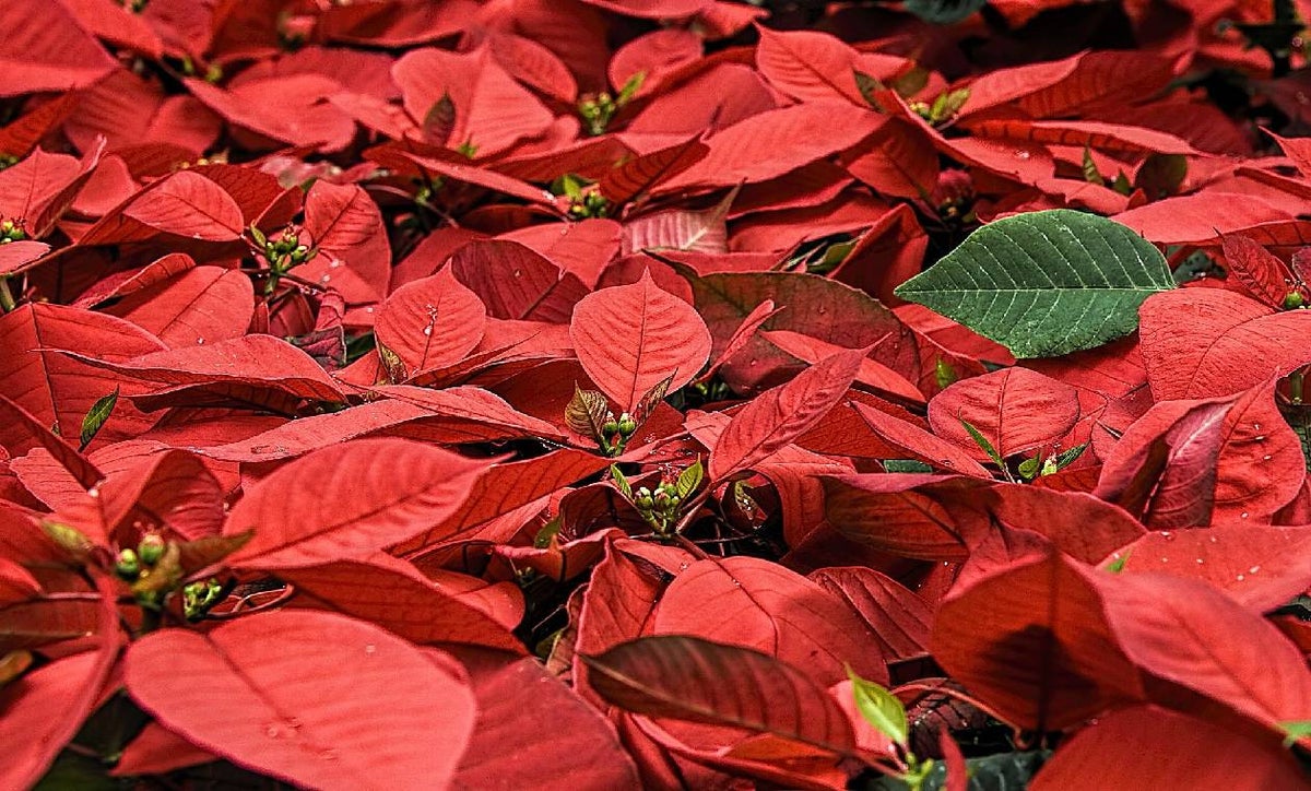 Flor de Navidad