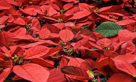 Flor de Navidad