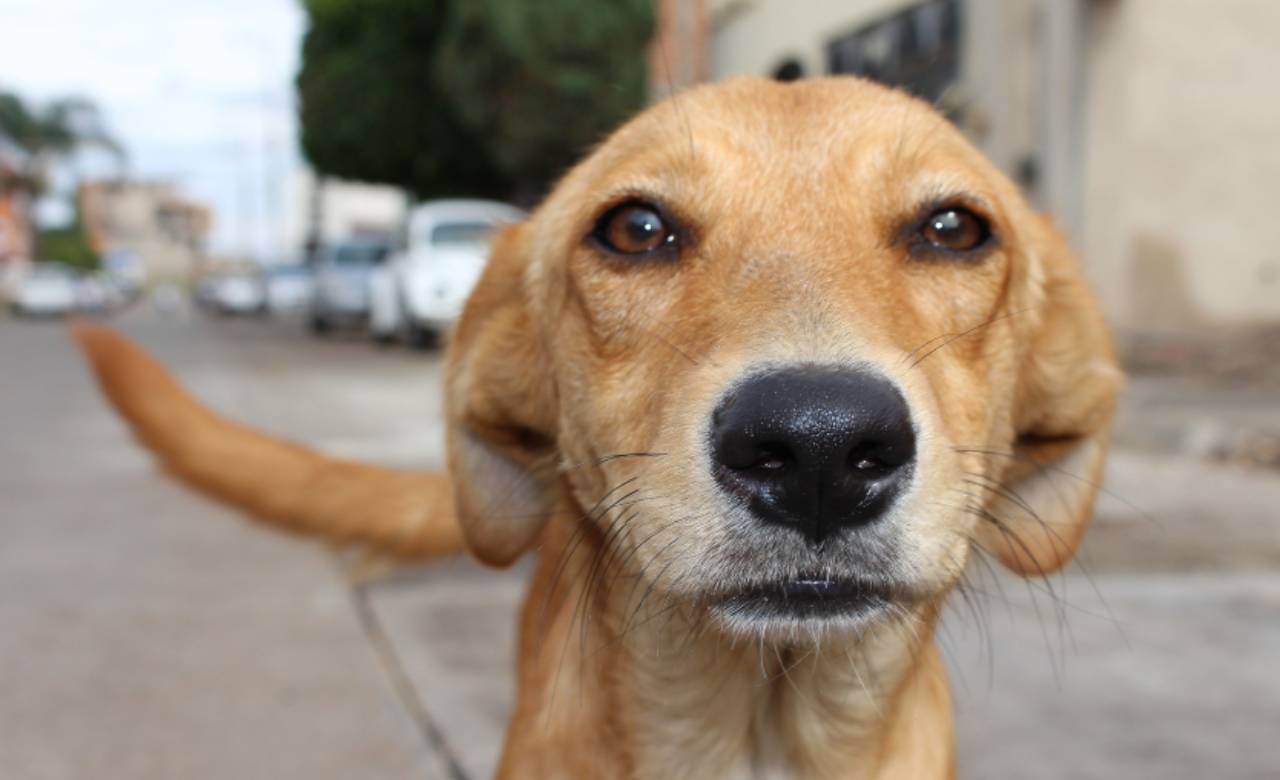 Maltrato animal, perro