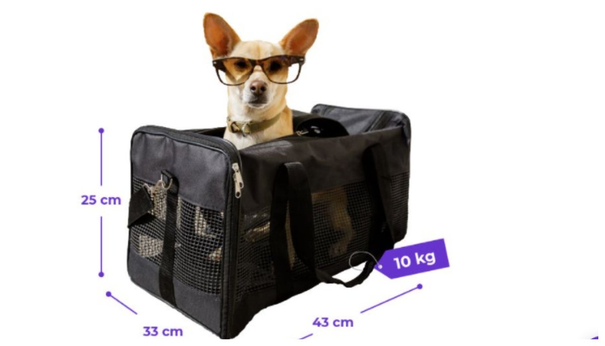 Mascotas de viaje y sus restricciones