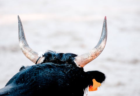 Toro de cuernos grandes en corrida