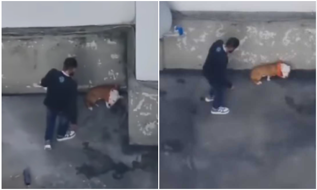 Agresión a perrita pitbull en Bogotá