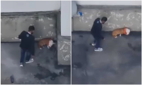 Agresión a perrita pitbull en Bogotá