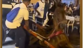 Indignación por nuevo caso de maltrato animal con un caballo en Cartagena