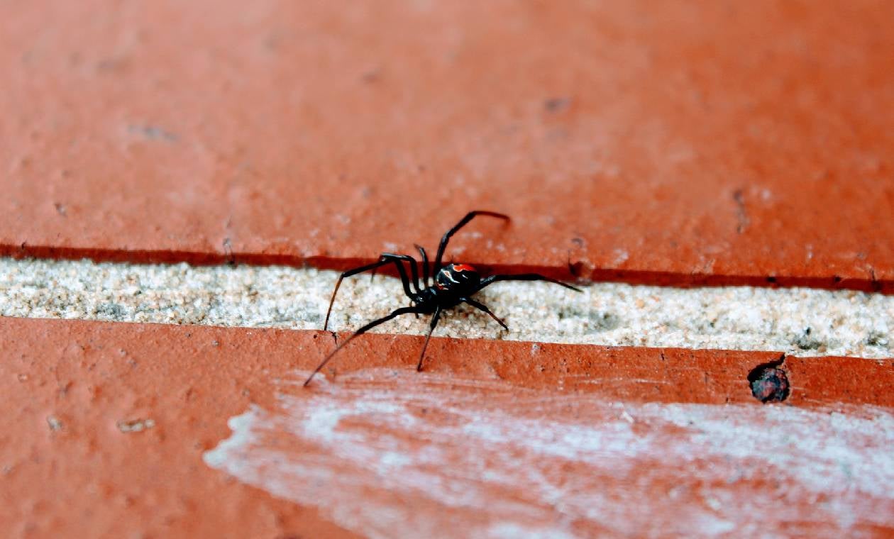 Araña negra y roja