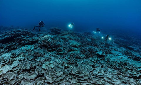 Arrecife de coral en Tahití