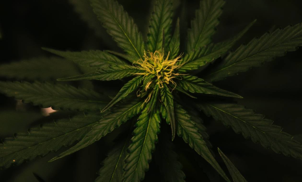 Cannabis en China
