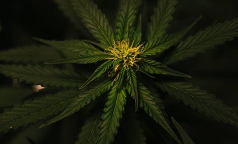 Cannabis en China