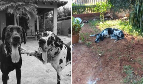 Gaspar y Kaya