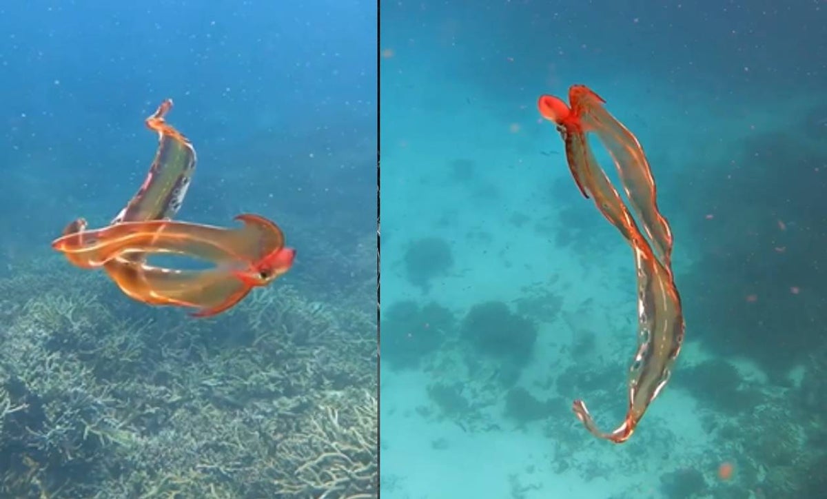 Pulpo manta, una rara especie marina