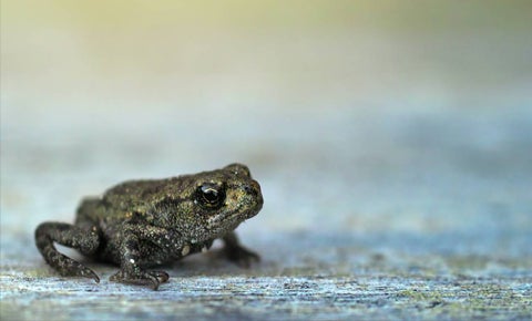 Ranas