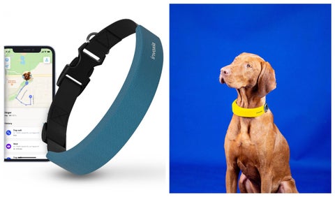 Smart dog collar