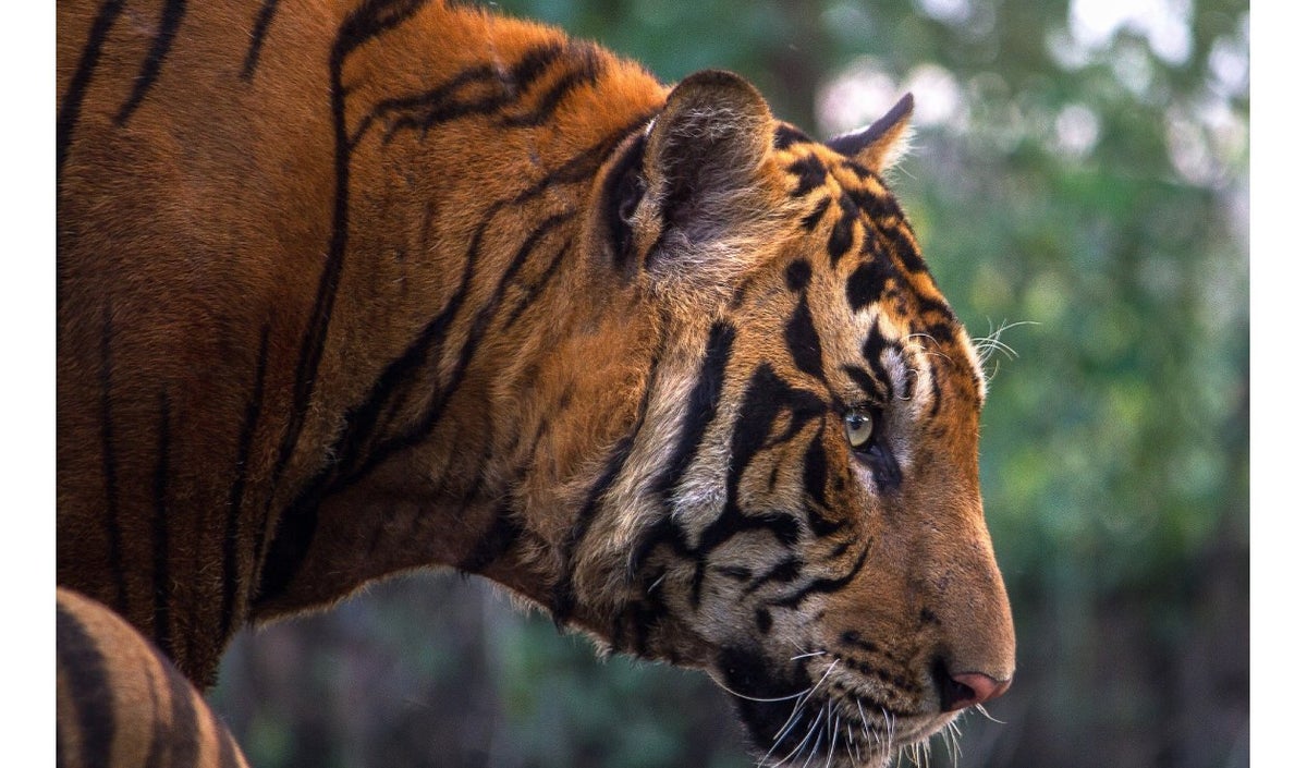 Año del Tigre: todo sobre el horóscopo chino