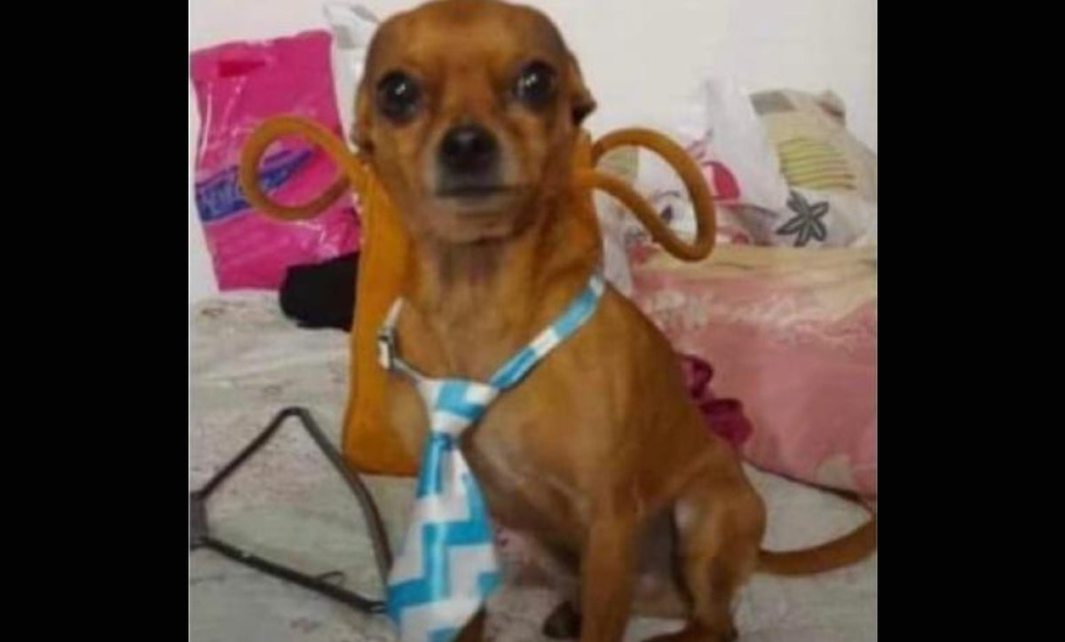 Botón, perro robado en Bogotá