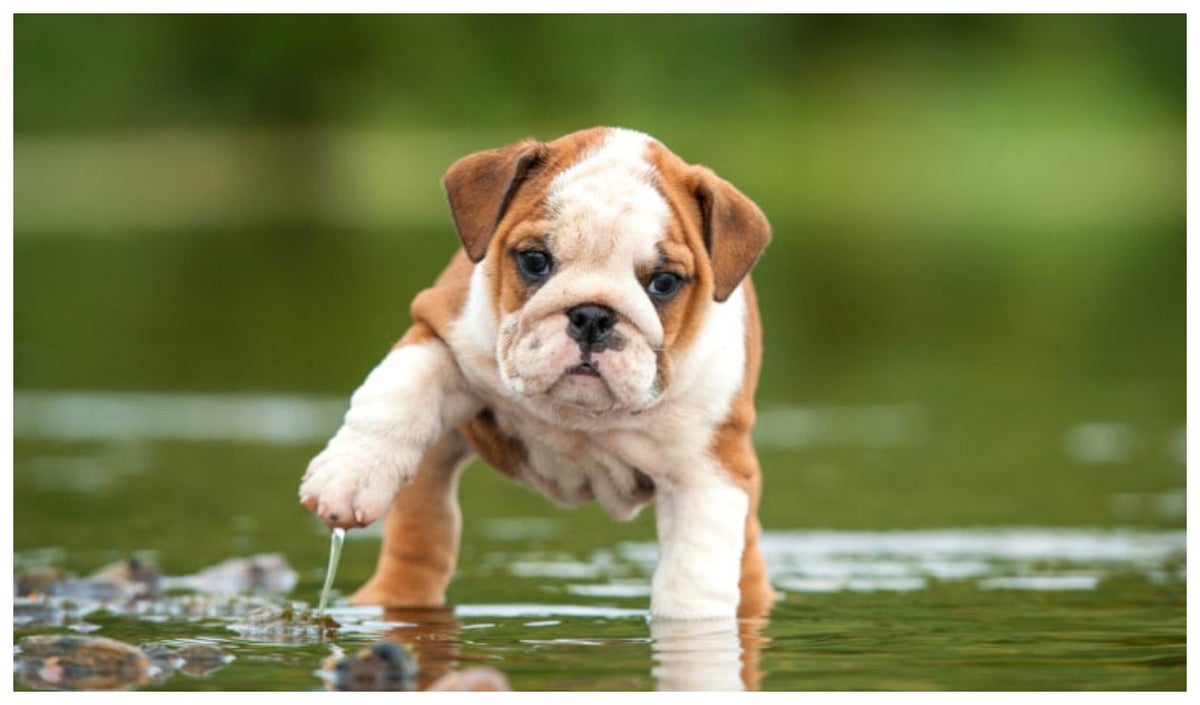 Bulldog Inglés