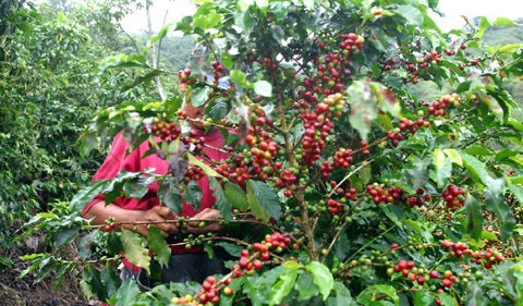 Café de Colombia