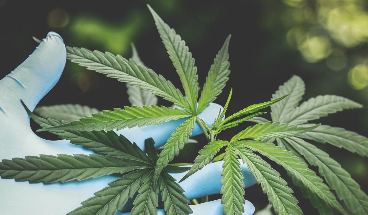 Cannabis