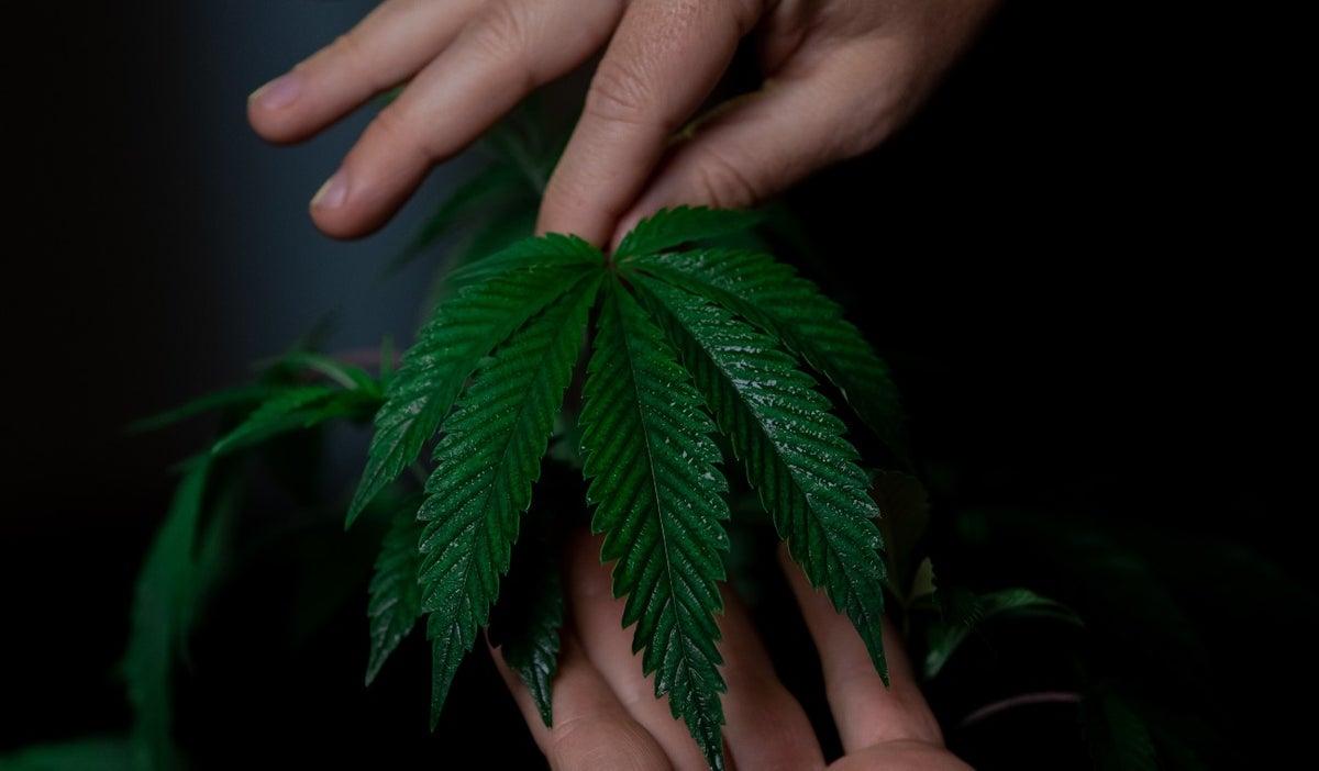 Cannabis