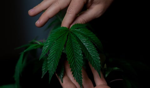 Cannabis