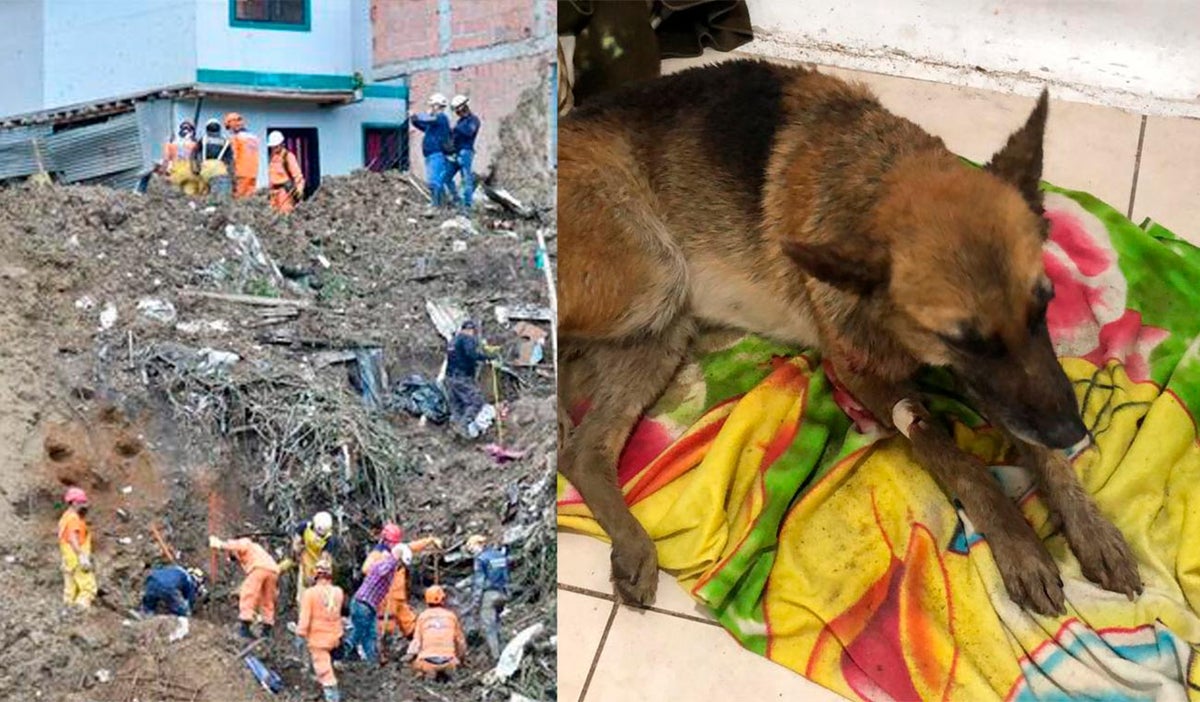 Perro rescatado tras derrumbe en Pereira