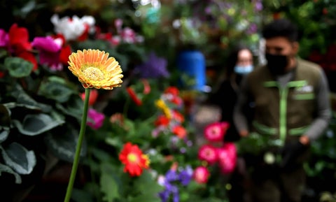 El fenómeno de hablarle a las plantas: ¿Mito o realidad?