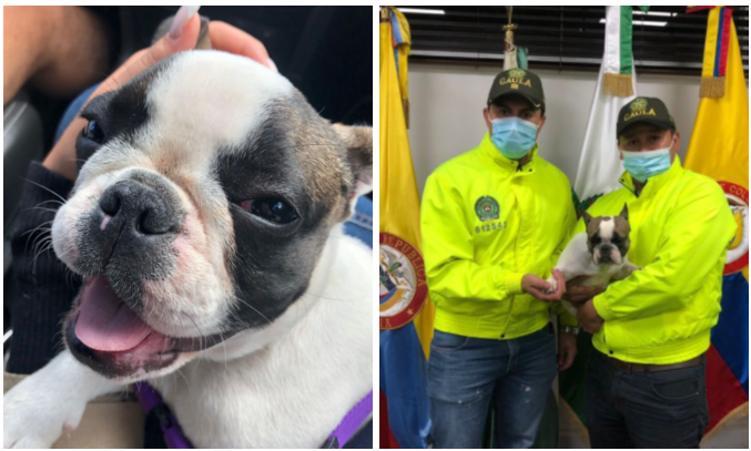 Encuentran perrita bulldog en Bogotá