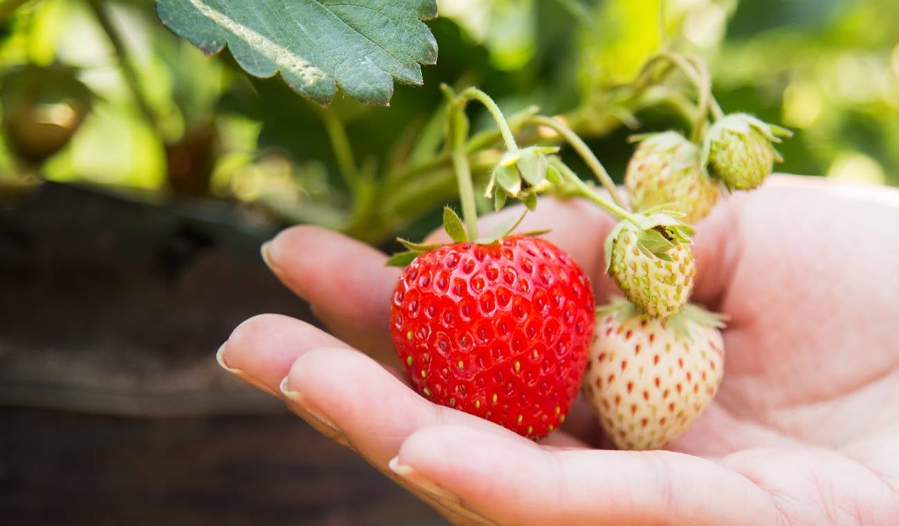 Fresas - imagen de referencia