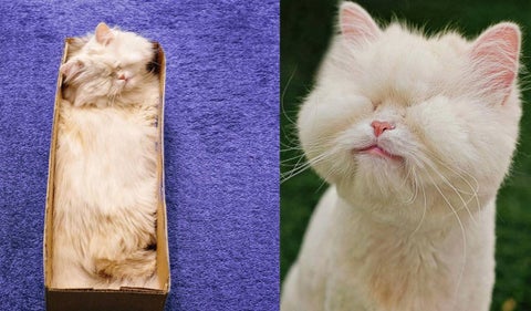 Moet, la gata ciega que cautiva las redes