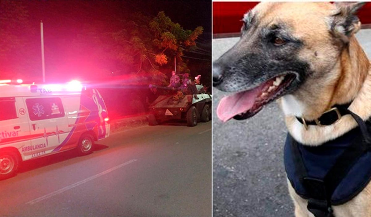 Perro antiexplosivos muere en Cúcuta