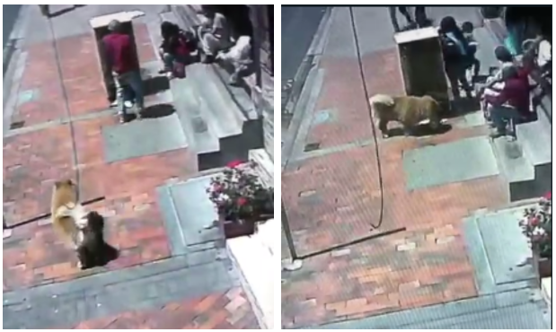 Perro guía robado en Bogotá