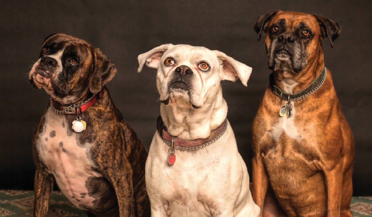perros y el duelo