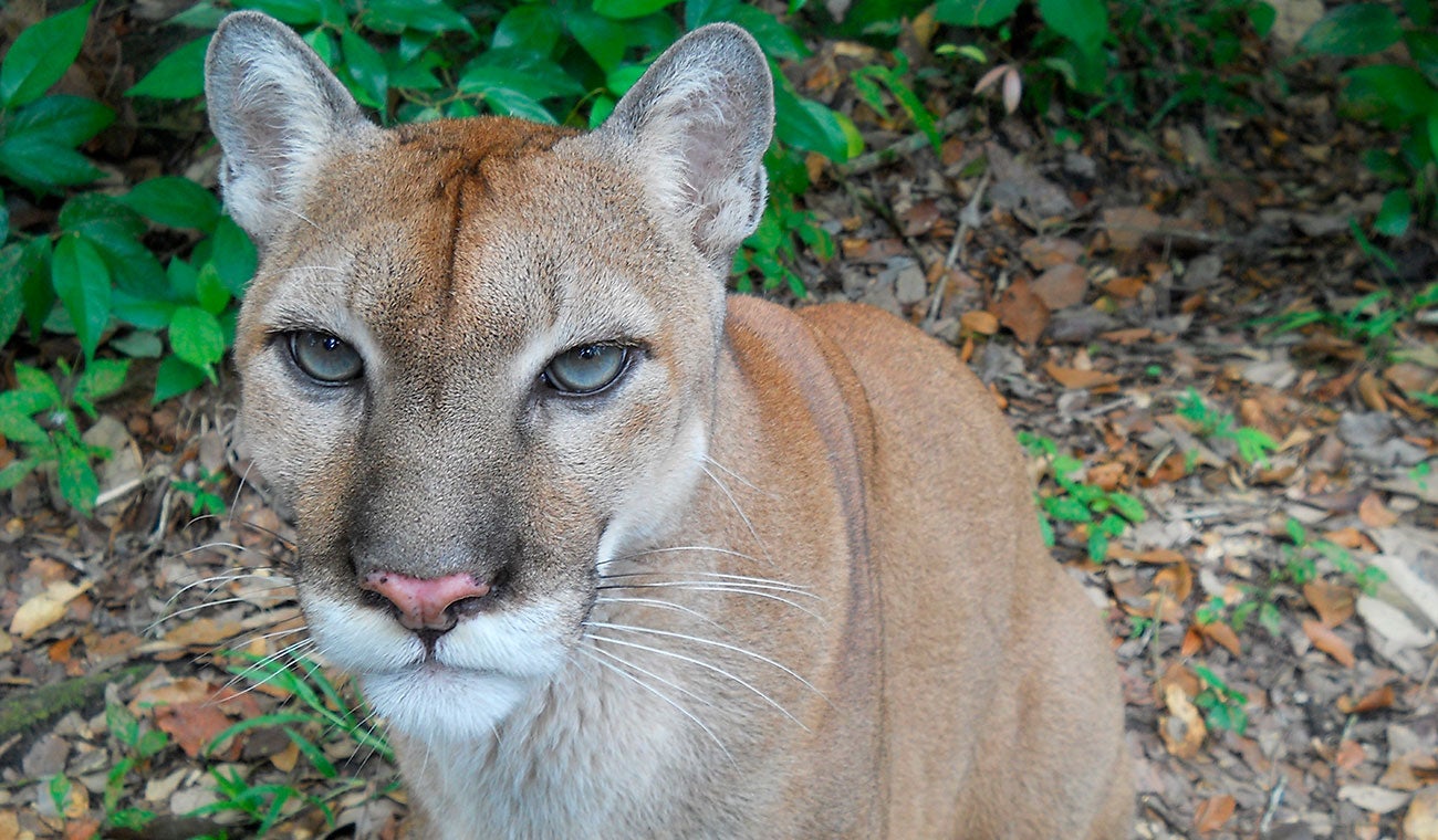 Puma en su territorio