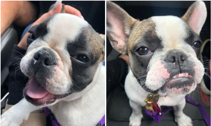 Roban a perrita bulldog francés en Bogotá