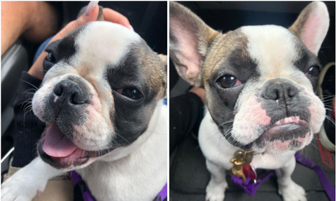 Roban a perrita bulldog francés en Bogotá