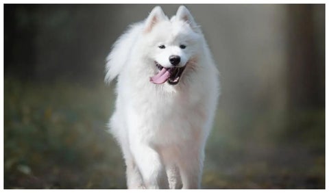Samoyedo