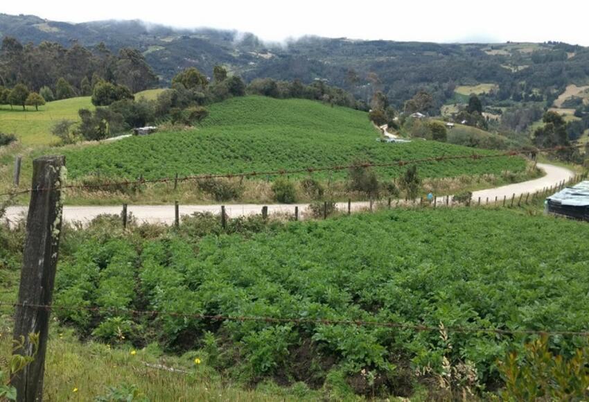 Precio, papa, Boyacá, reducción, campesinos