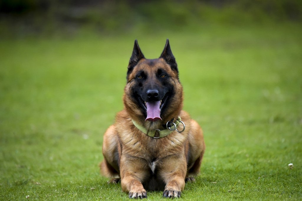 Perros en Colombia