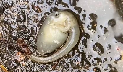 Encuentran criatura 'alienígena' luego de fuerte aguacero