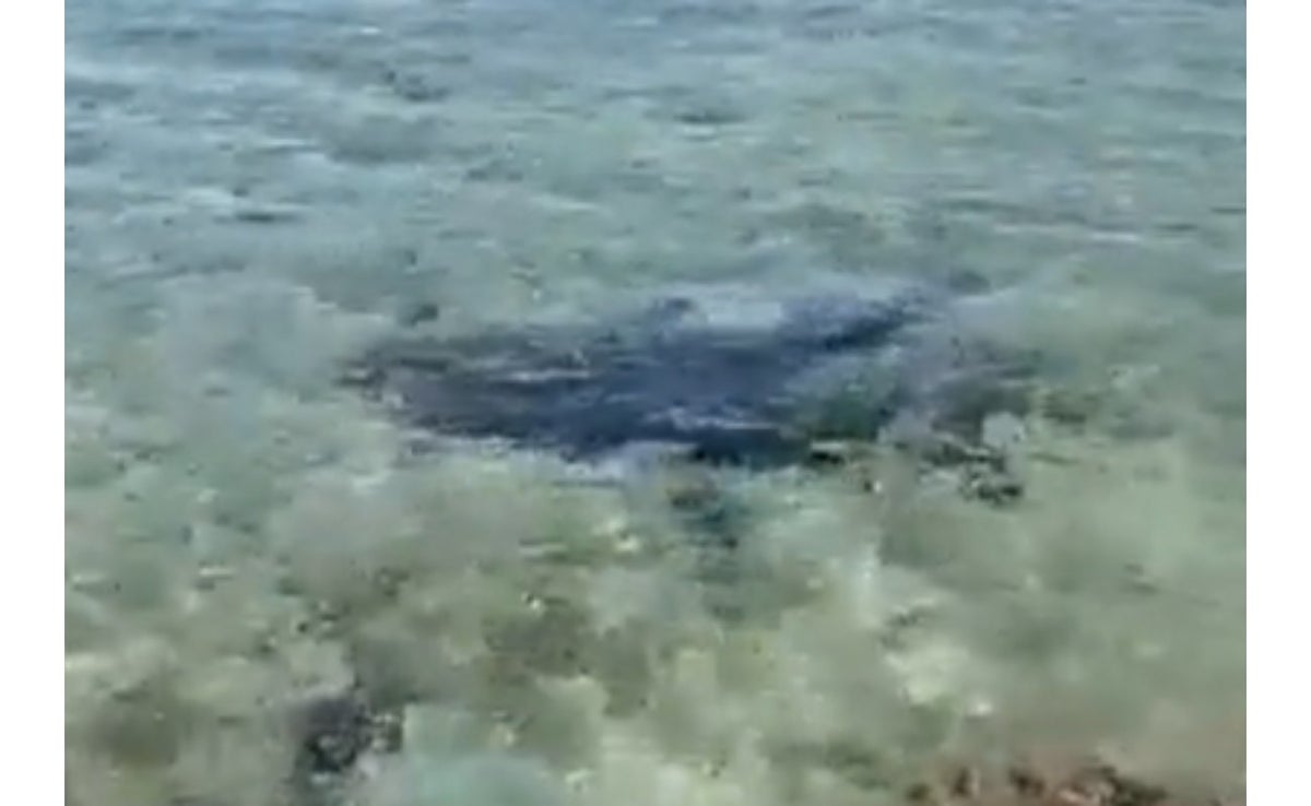 Revelan video del tiburón que atacó y asesinó un turista en San Andrés