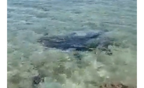 Revelan video del tiburón que atacó y asesinó un turista en San Andrés